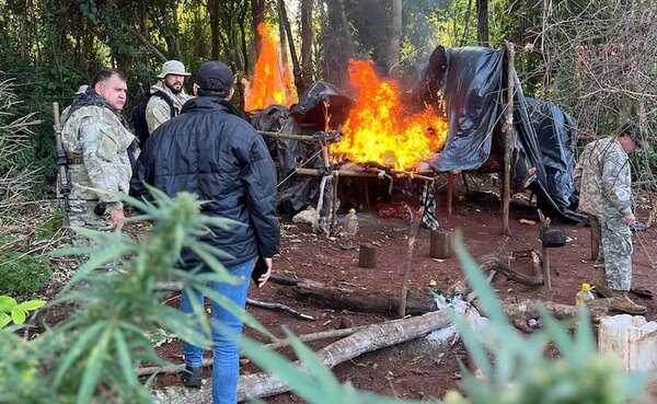 Destruyen plantaciones de presunta marihuana en Caazapá - Policiales - ABC Color
