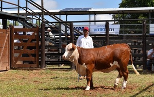 Nacional Braford: pre ofertas habilitadas para Tipo Braford y reproductores de Campo