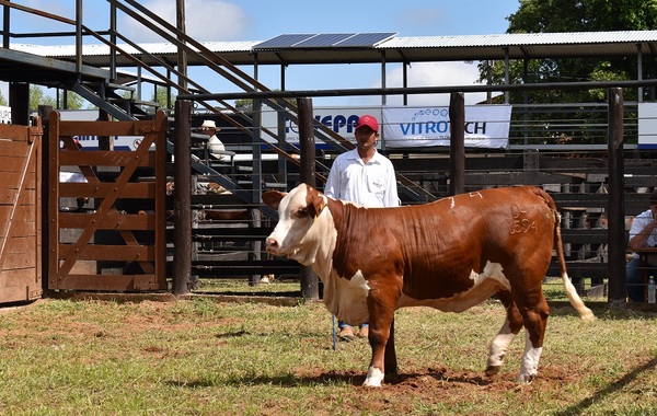Nacional Braford: pre ofertas habilitadas para Tipo Braford y reproductores de Campo