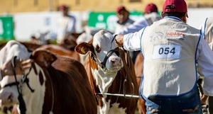 Estos son los últimos Grandes Campeones Braford: “Animales así no son fáciles de encontrar”