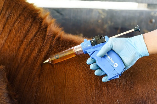 Día Mundial de la Vacunación Animal: su importancia para proteger contra amenazas para la salud animal y humana