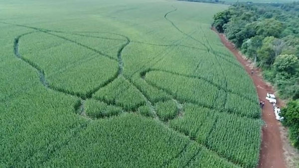 Vándalos destruyen plantación de maíz en San Rafael del Paraná