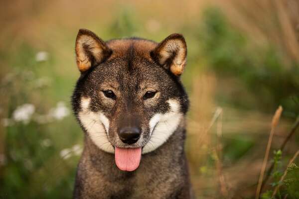Shikoku Inu: el primo salvaje del perro Shiba que casi nadie conoce - Mascotas - ABC Color