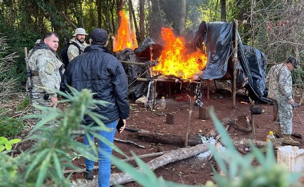 Erradican cinco hectáreas de presunta marihuana en Caazapá - 1000 Noticias