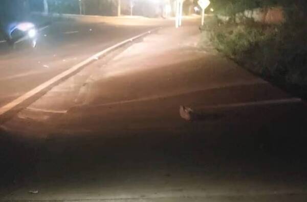 Polis “mau” se tirotearon con polis “teete”: tras un robo, “abandonaron” a una escopeta en la calle