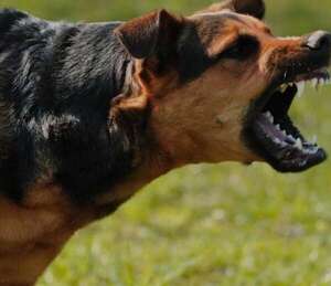PJC: muere un niño de 3 años que habría sido mordido por un perro - Nacionales - ABC Color