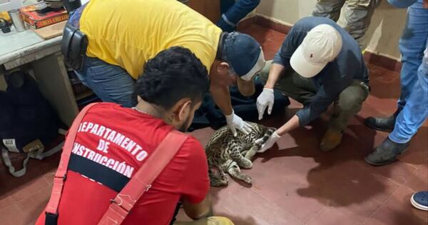 La Nación / Bomberos rescatan a un tirika en Concepción