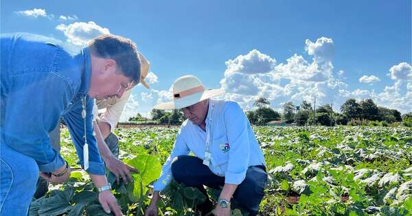 La Nación / Apuntando al Uruguay: productores de zapallo de Ñacunday buscan su primera exportación