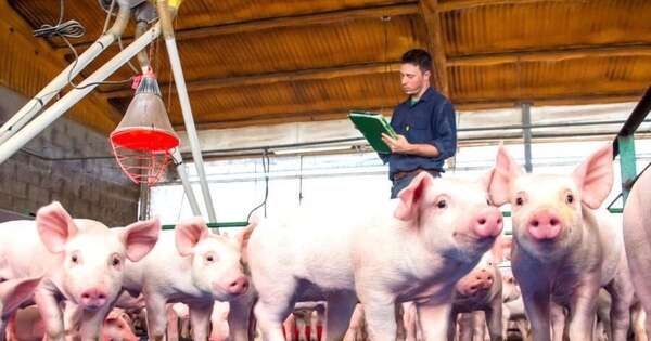 La Nación / Proyecto 100 Granjas impulsa la producción porcina