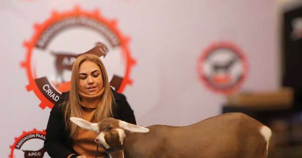 La Nación / Importación de nueva genética enriquecerá el ganado caprino