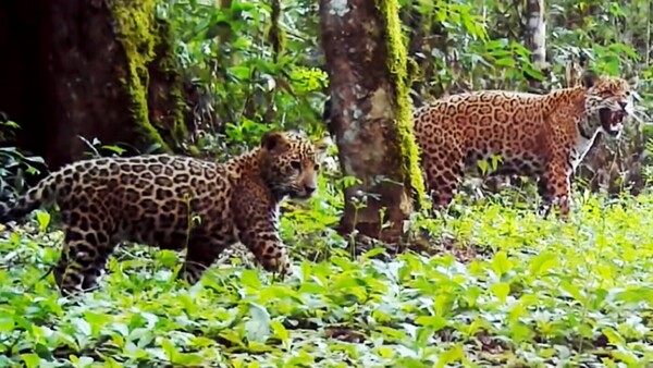 Identifican a cachorro de yaguareté en el Parque Nacional del Iguazú