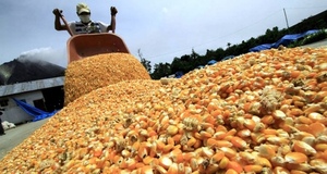 Brasil continúa como el principal mercado del grano paraguayo con el 91%