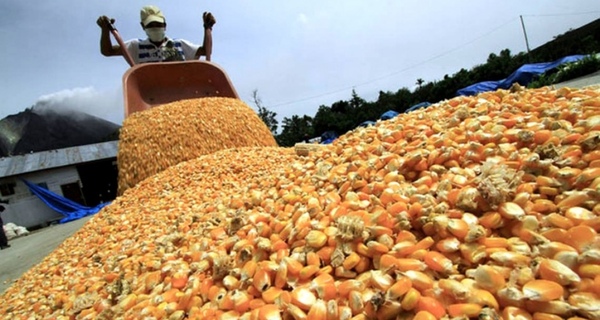 Brasil continúa como el principal mercado del grano paraguayo con el 91%