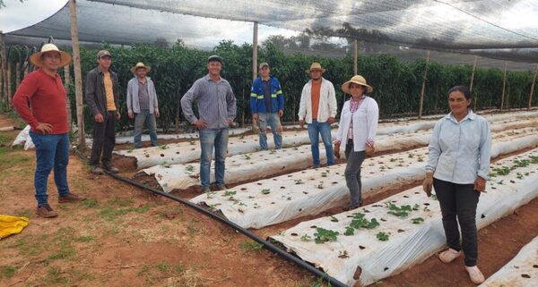 Pequeño productor apuesta por su segunda cosecha de locote y frutilla en San Pedro