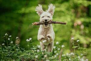 Perro Pumi: el pastor húngaro con orejas graciosas e inteligencia explosiva - Mascotas - ABC Color