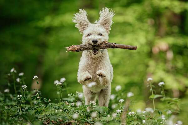 Perro Pumi: el pastor húngaro con orejas graciosas e inteligencia explosiva - Mascotas - ABC Color