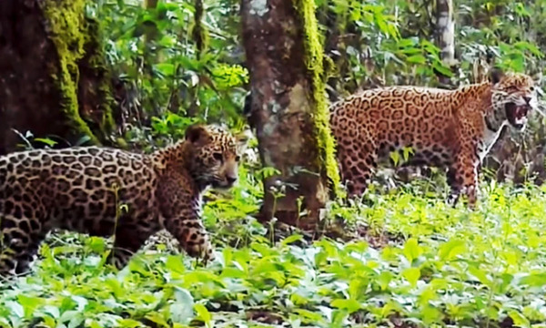 Confirman presencia de nuevo cachorro de yaguareté en el Parque Nacional del Iguazú - OviedoPress