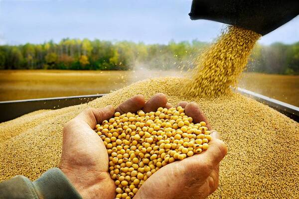 Resiliencia agrícola y expansión del rubro servicios marcarán el crecimiento económico