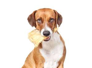 Gastritis en perros: cómo saber si es solo un malestar o algo grave - Mascotas - ABC Color