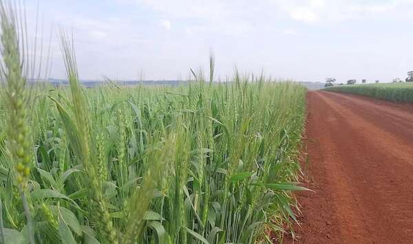Exportación agrícola: ¿Qué desempeño tuvo el trigo al cierre del primer trimestre? - Economía - ABC Color