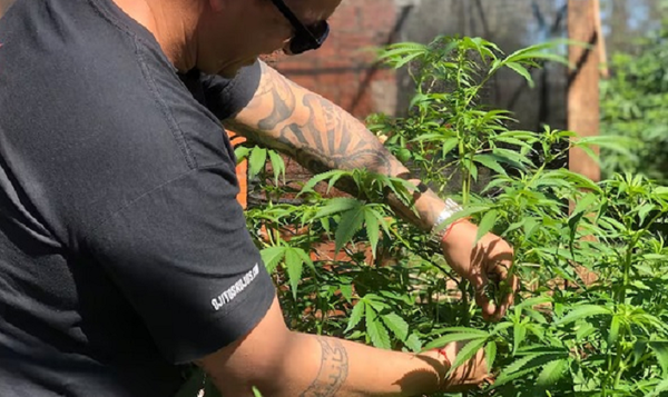 Senador propone legalizar cannabis como impulso económico - Noticiero Paraguay