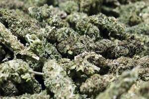 Activistas a favor del cannabis apuntan a erradicar estigma hacia la planta, pero con reglas claras - Nacionales - ABC Color