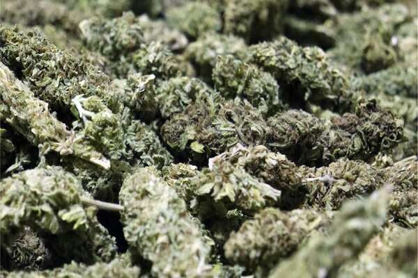 Activistas a favor del cannabis apuntan a erradicar estigma hacia la planta, pero con reglas claras - Nacionales - ABC Color