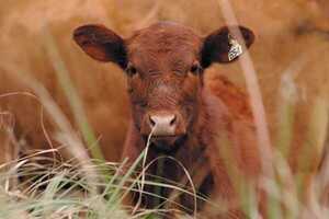 Consideran que el desafío de la ganadería es lograr más terneros por cada 100 vacas y mejorar el manejo