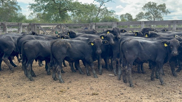 Hoy martes, Sola Marca remata más de 2.000 terneros carimbo 5 de Agroganadera La Huella