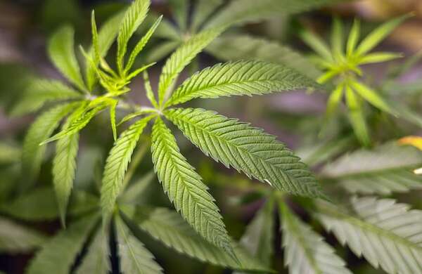 Senador quiere mover la economía del país con la legalización del uso recreativo del cannabis - Política - ABC Color