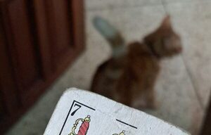 (Video) Juego de makai casi termina a los puños tras apuesta de una gallina