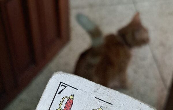 (Video) Juego de makai casi termina a los puños tras apuesta de una gallina