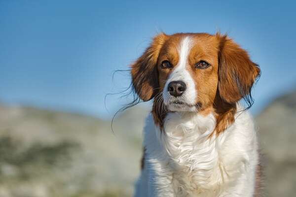 Conocé al Kooikerhondje: el perro de caza holandés que casi desaparece - Mascotas - ABC Color