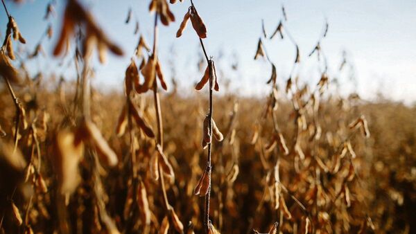 Lluvias en el campo generan mejores expectativas para la zafriña de soja y maíz