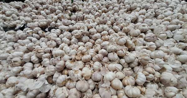 La Nación / Cultivo de ajo nacional será reactivado en General Artigas