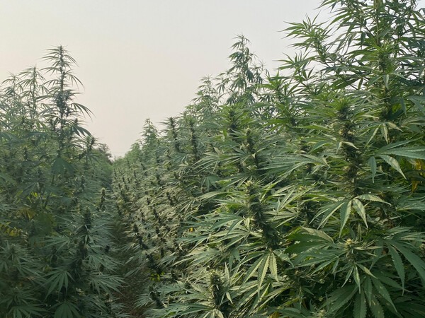El mercado brasileño como principal objetivo con la legalización del cannabis | Locales | 5Días