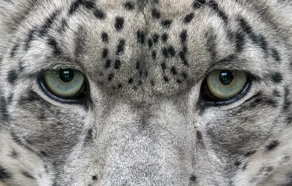 Casi 400 leopardos de las nieves habitan Nepal, según estudio - Ciencia - ABC Color