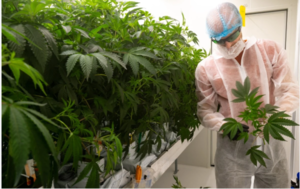 Especialista dice que Paraguay debe revisar su política prohibicionista sobre el consumo de la marihuana recreativa
