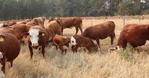 La Nación / Afirman que abril sería el mes más bajo en faena bovina de los últimos 5 años