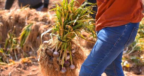 Buscan reactivar el Cultivo de Ajo en el distrito de General Artigas