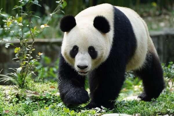 Viena: zoológico más antiguo del mundo recibe dos pandas gigantes de China - Ciencia - ABC Color