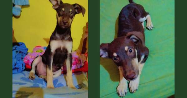 Diario HOY | Imputan a supuesto autor de muerte de perrita en Ñemby