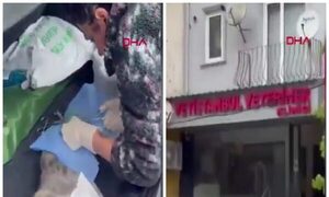 Terremoto no detuvo a veterinaria que estaba operando a un gato en Estambul 