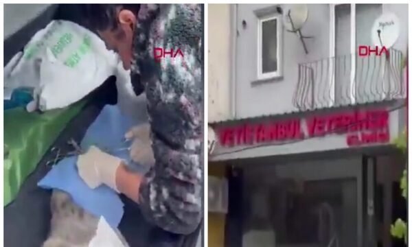 Terremoto no detuvo a veterinaria que estaba operando a un gato en Estambul