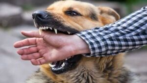 ¿Cuales son los pasos a seguir luego de que un niño/a sufra mordedura de perro o cualquier otro animal?
