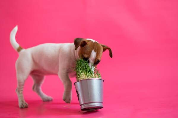 ¿Es normal que mi perro coma pasto?: lo que dice la ciencia - Mascotas - ABC Color