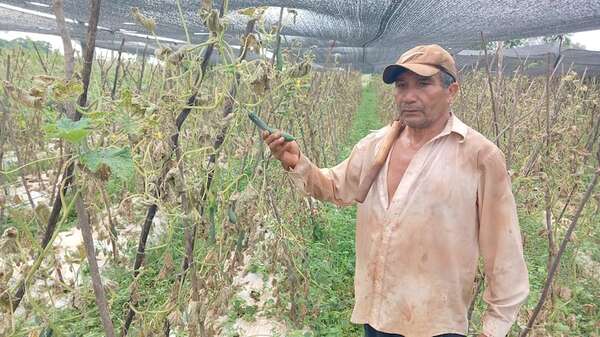 Productores de pepino registran millonarias pérdidas y culpan al contrabando - Nacionales - ABC Color