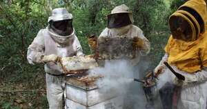 La Nación / Apicultores del Guairá logran proveer miel de calidad para Hambre Cero