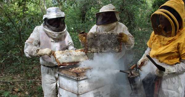 La Nación / Apicultores del Guairá logran proveer miel de calidad para Hambre Cero