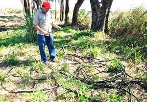 Senado aprueba proyecto que busca frenar robo de cables y contrabando de residuos - Nacionales - ABC Color
